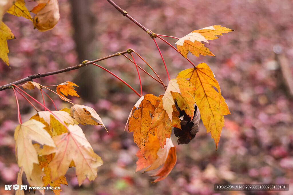 秋日枝头的斑斓落叶