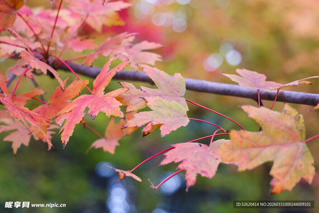 秋日红枫叶