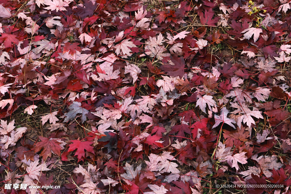 满地斑斓枫叶