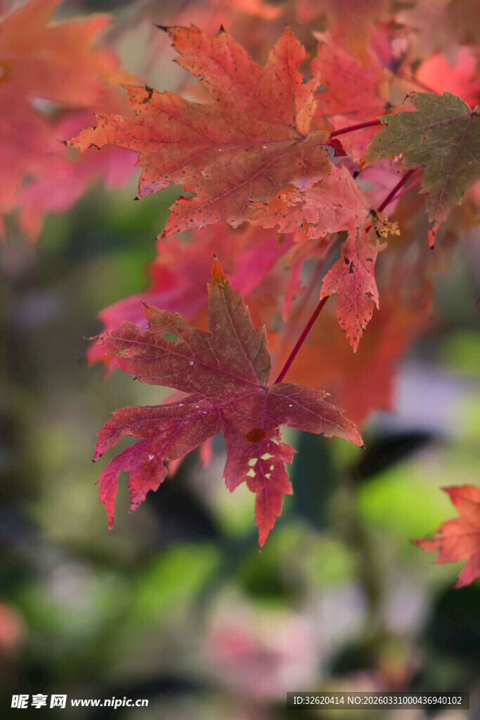 红枫叶