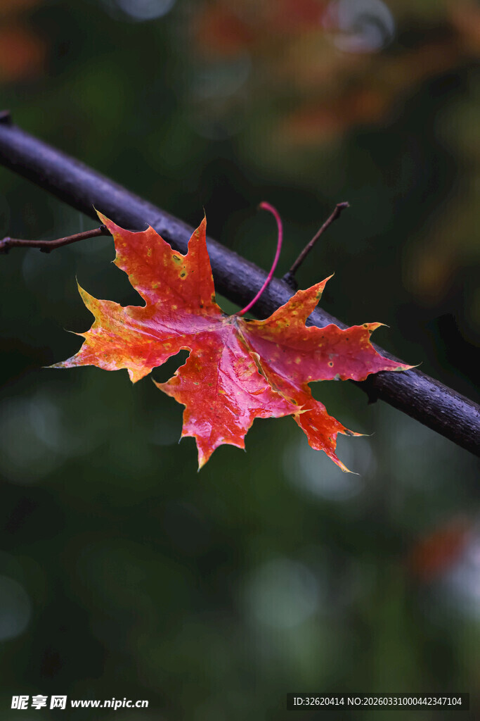 枝头红枫叶
