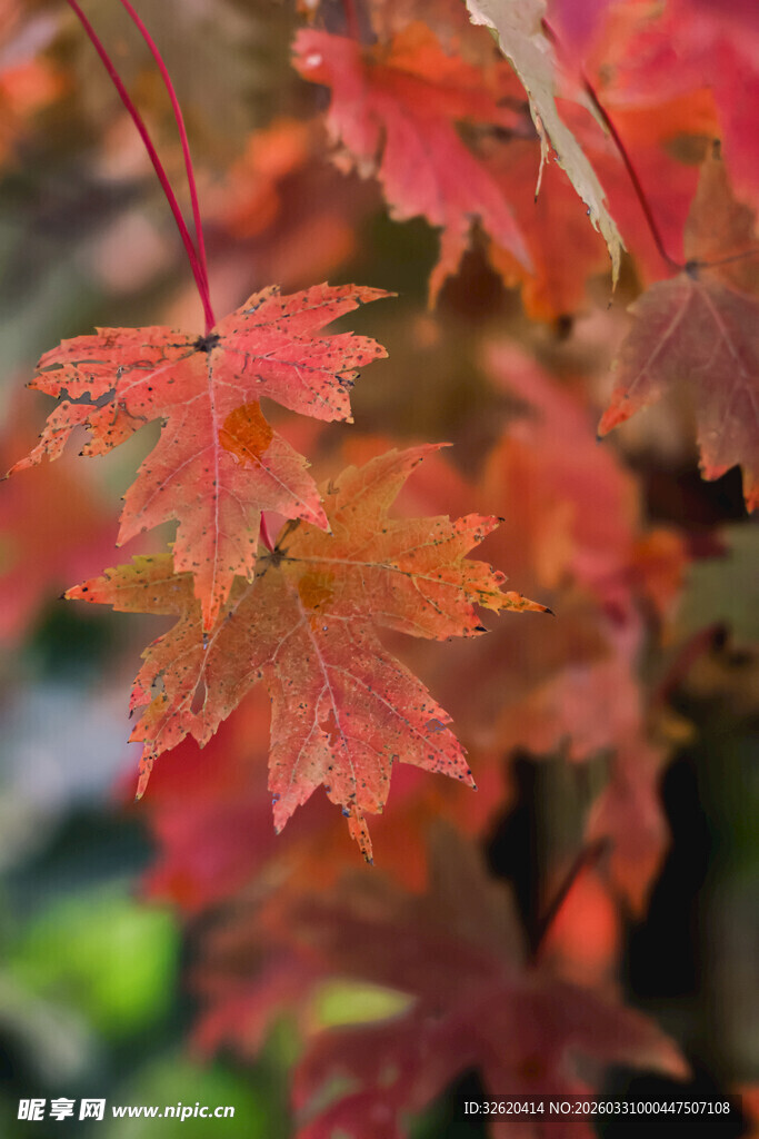 秋日红枫叶
