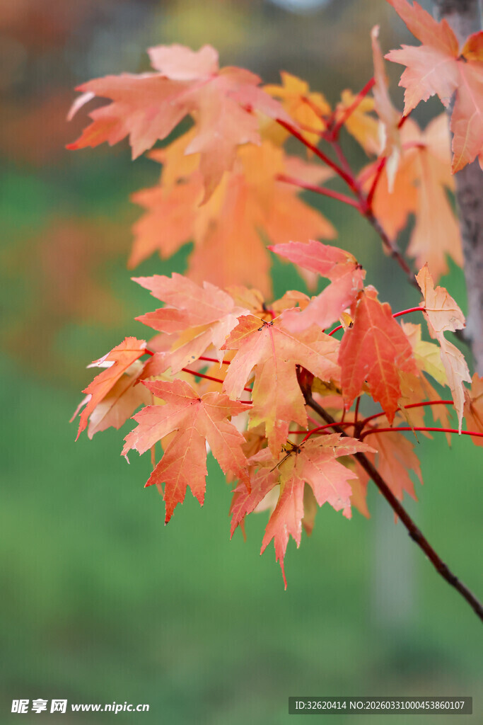 秋日红枫叶