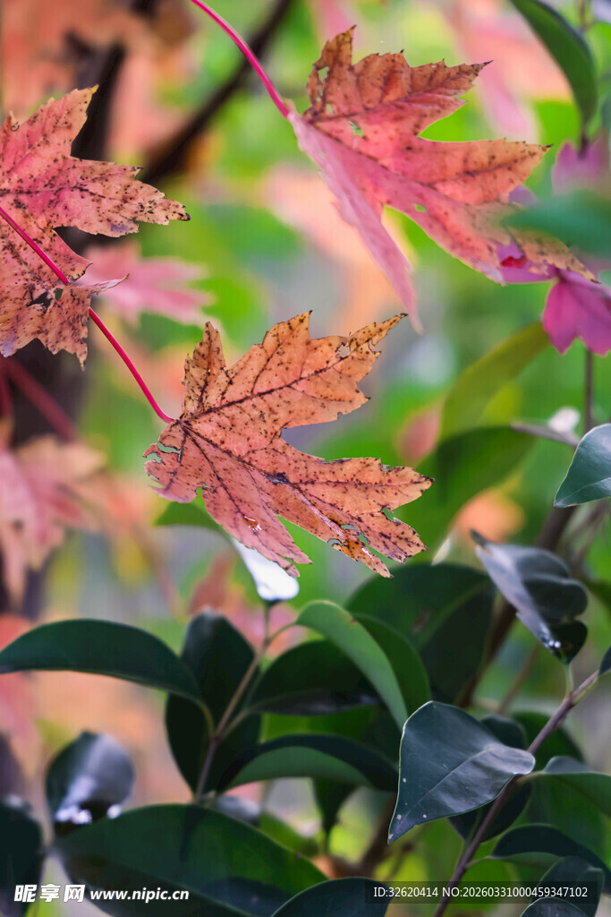秋日枫叶与绿叶相映