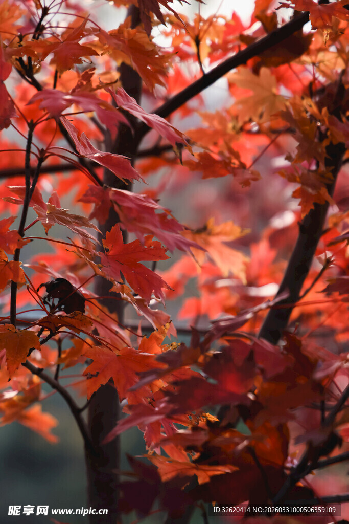 秋日枝头的绚烂红叶