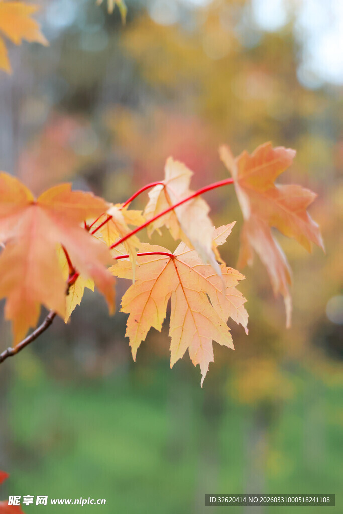 秋日枝头绚烂枫叶