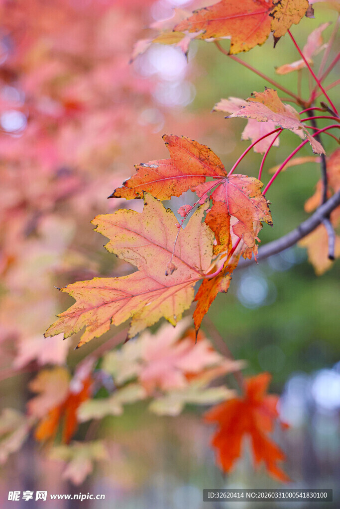 秋日红枫叶