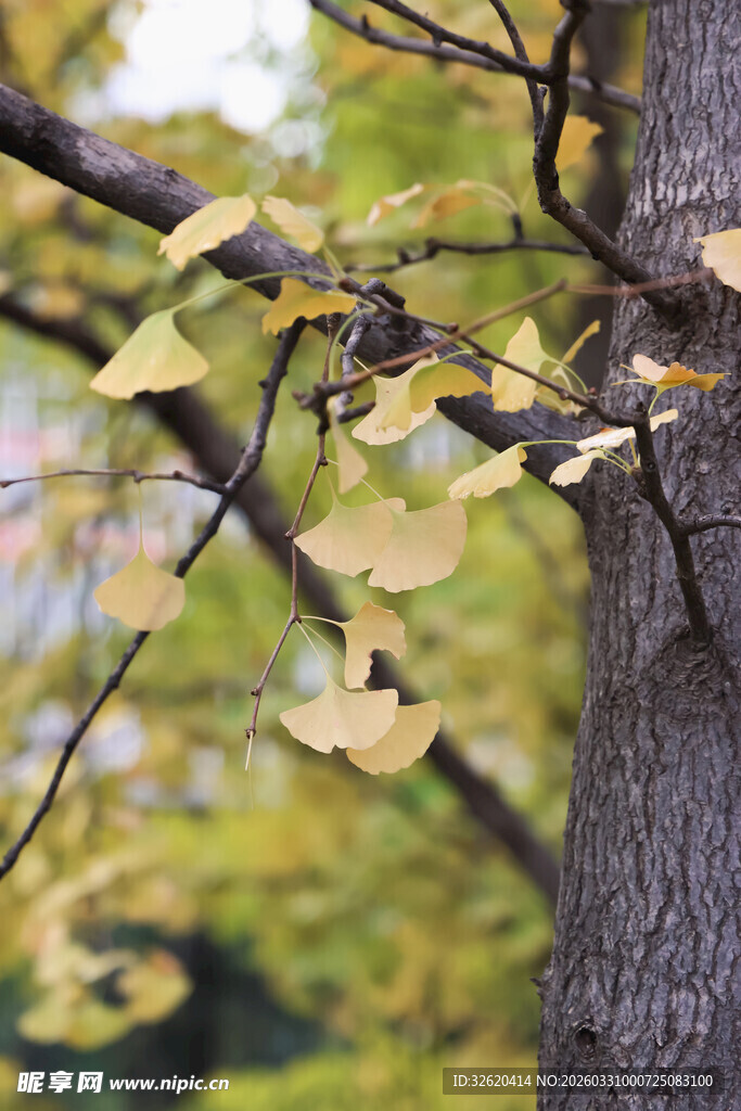 秋日银杏树枝叶