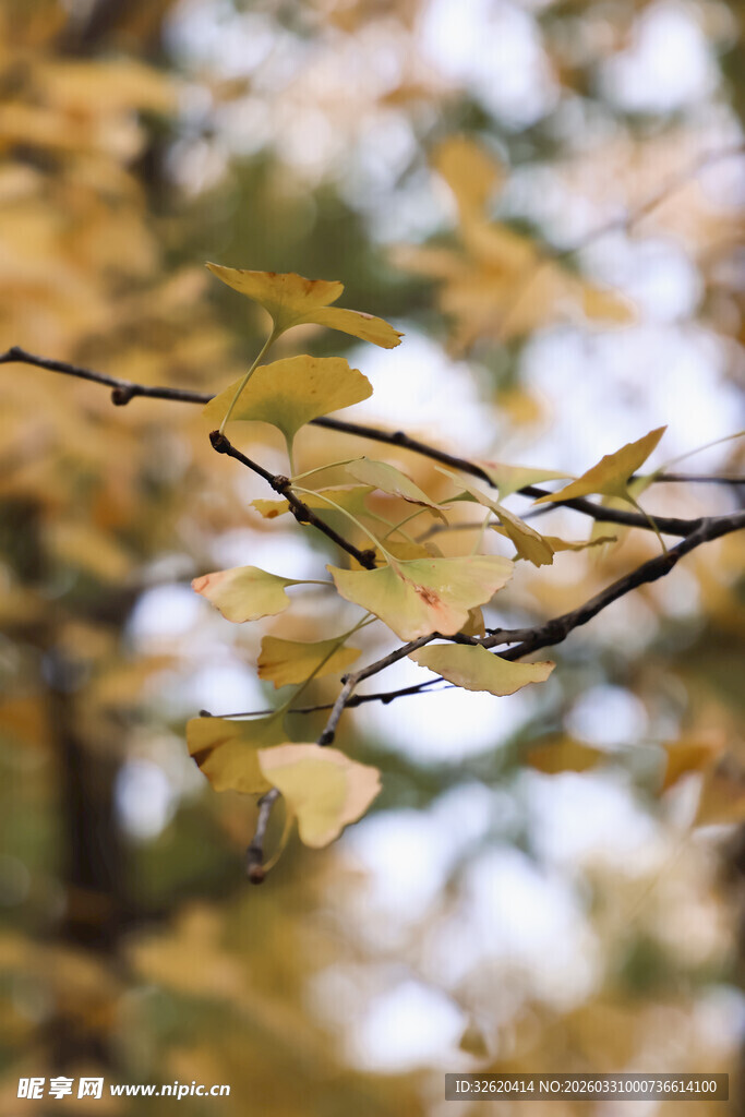 秋日银杏枝叶
