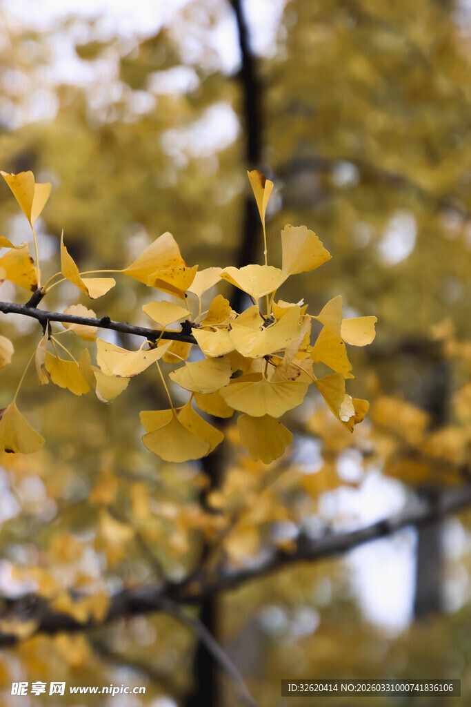 金黄银杏树枝头之美