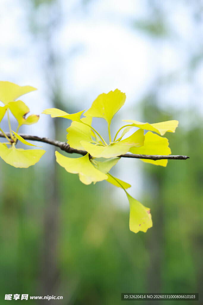 嫩绿枝叶展现盎然生机