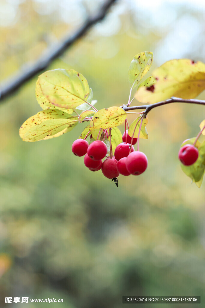 枝头红果映秋景