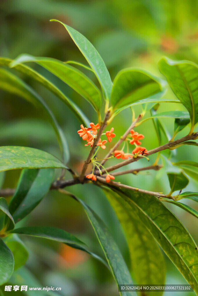 绿叶间的橙色小花