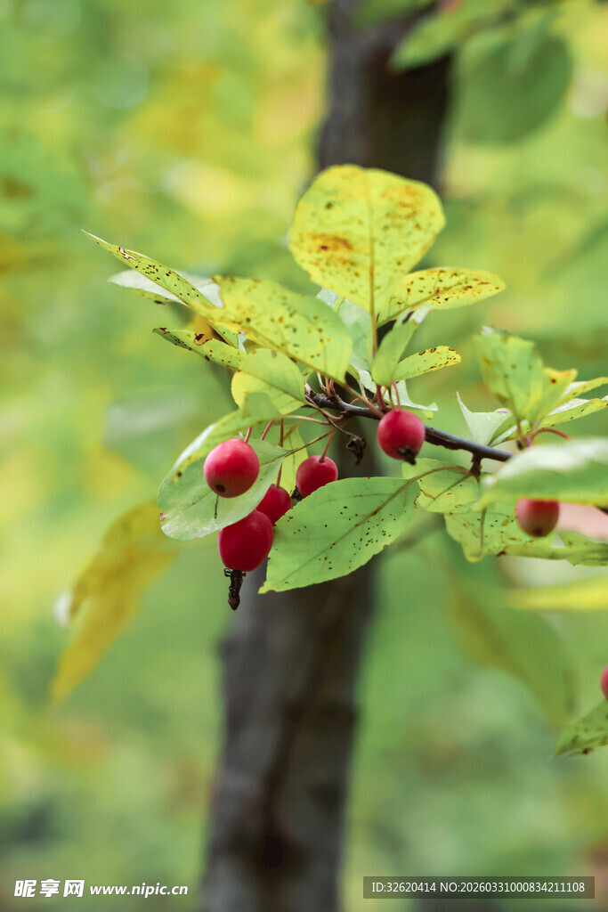 枝头红果伴绿叶