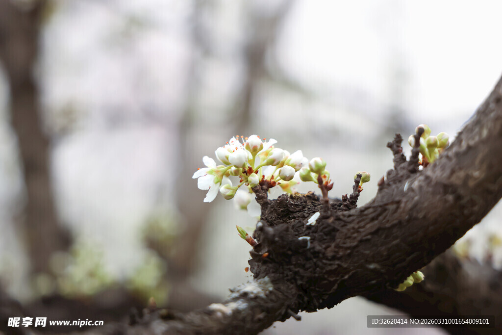 枝头绽放的娇嫩白色花朵