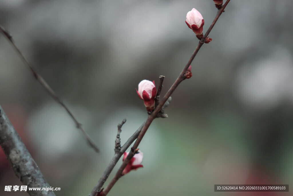 枝头粉嫩花苞初绽