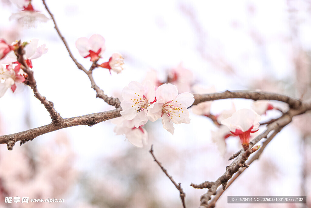 枝头绽放的粉嫩桃花