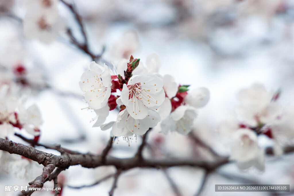 枝头绽放的白色杏花