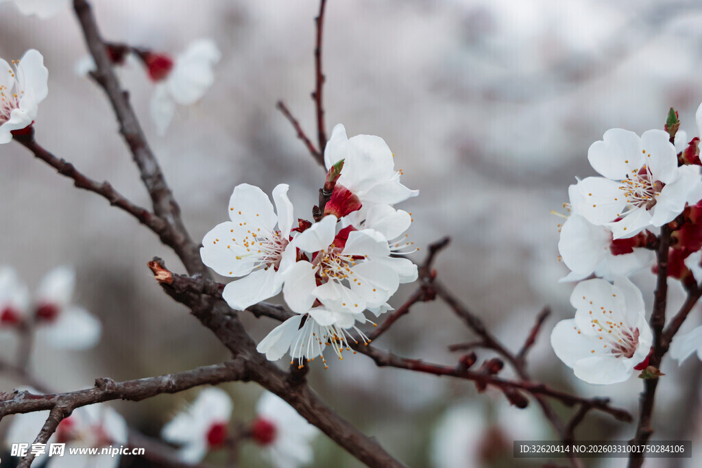 枝头绽放的洁白杏花