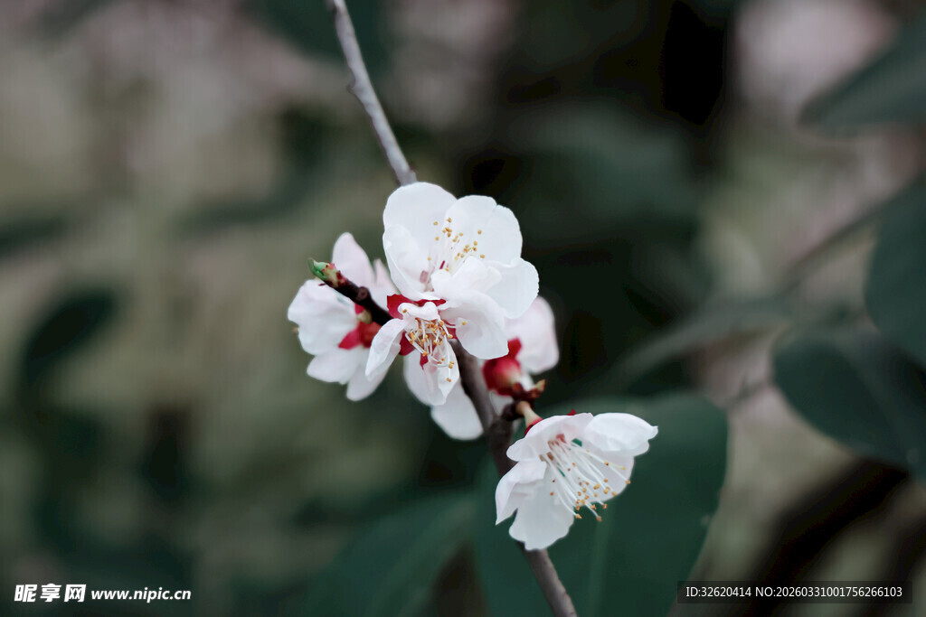 枝头绽放的素雅白梅花