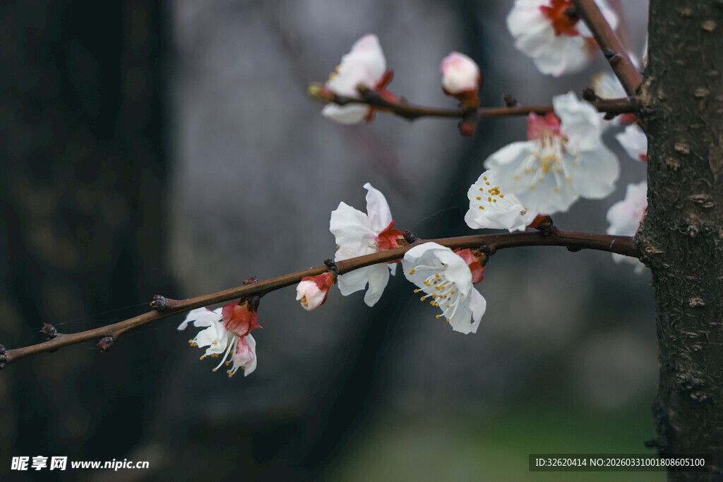枝头绽放的娇艳杏花
