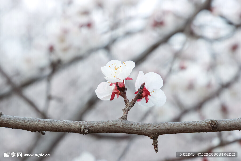 枝头绽放的娇艳杏花