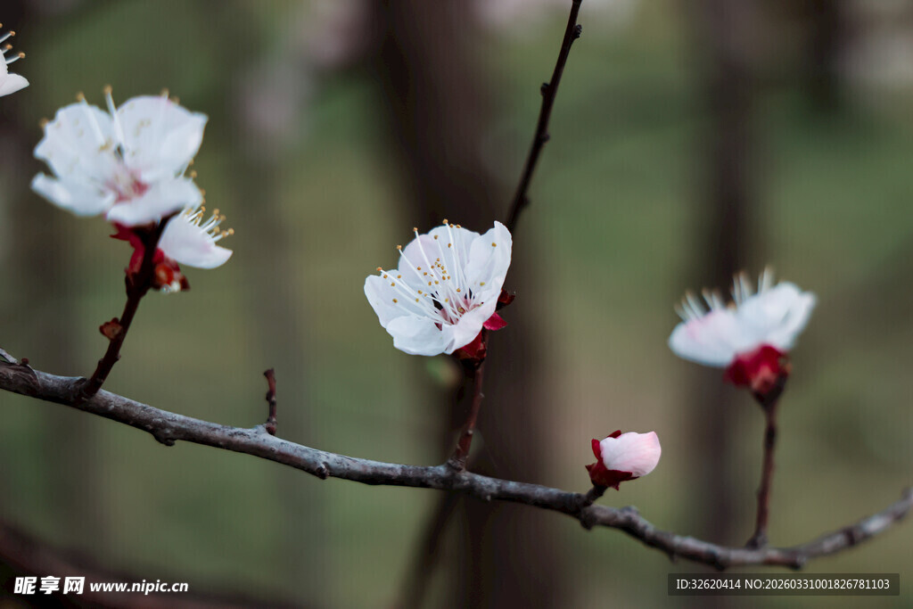 枝头绽放的洁白花朵