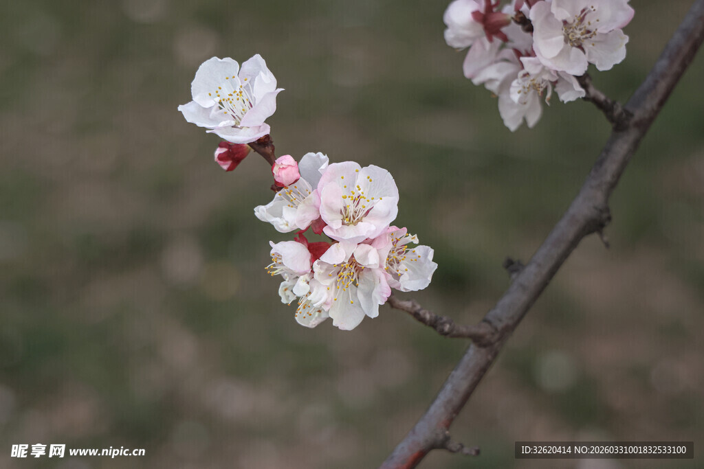 枝头绽放的美丽杏花