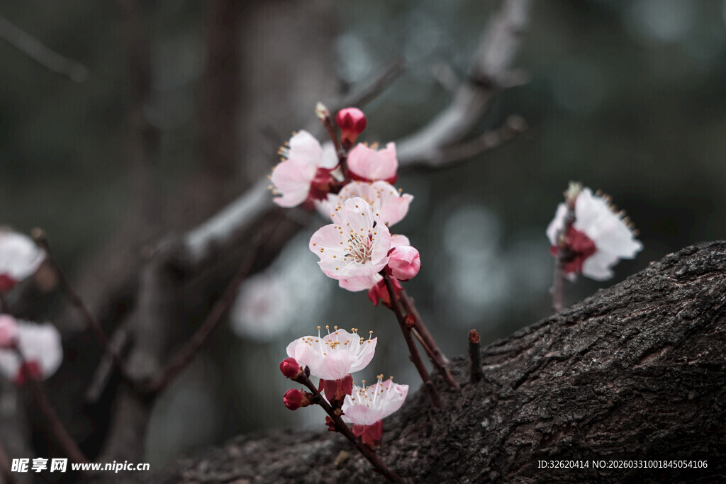 枝头绽放的粉嫩杏花