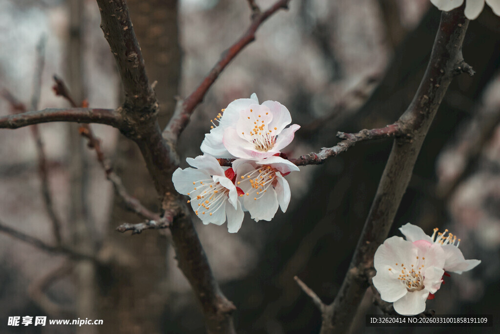 枝头绽放的素雅杏花