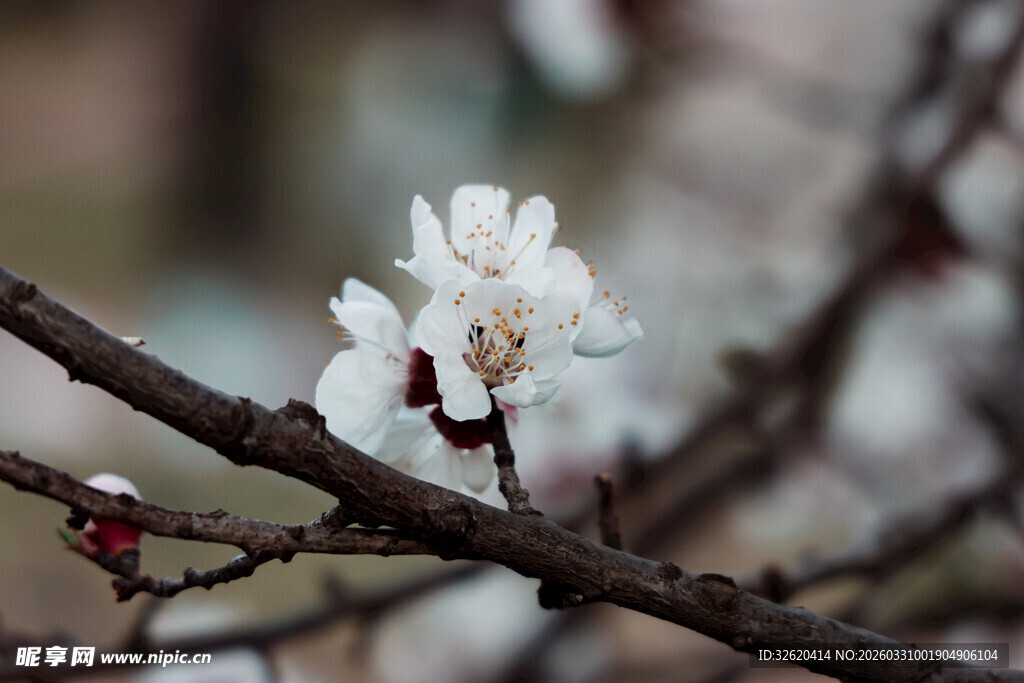 枝头绽放的洁白杏花