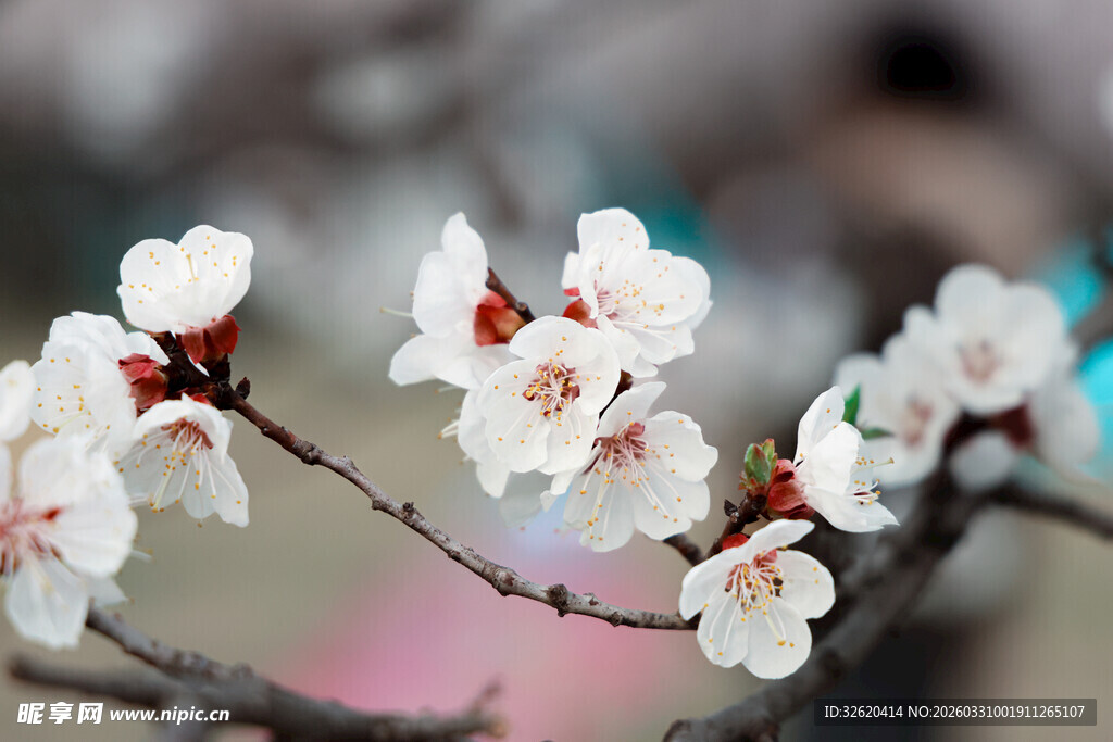 枝头绽放的洁白杏花