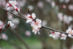 枝头绽放的粉嫩春花