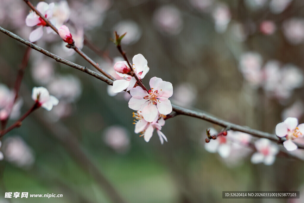 枝头绽放的粉嫩春花
