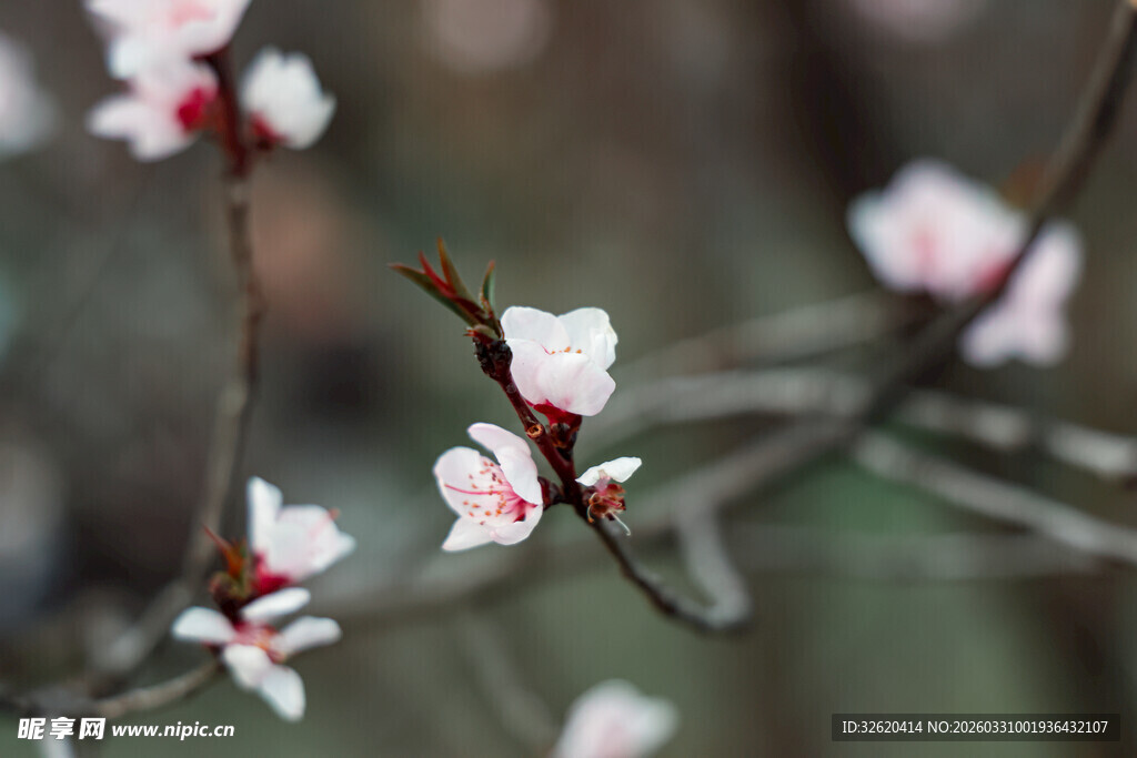 枝头绽放的粉嫩杏花