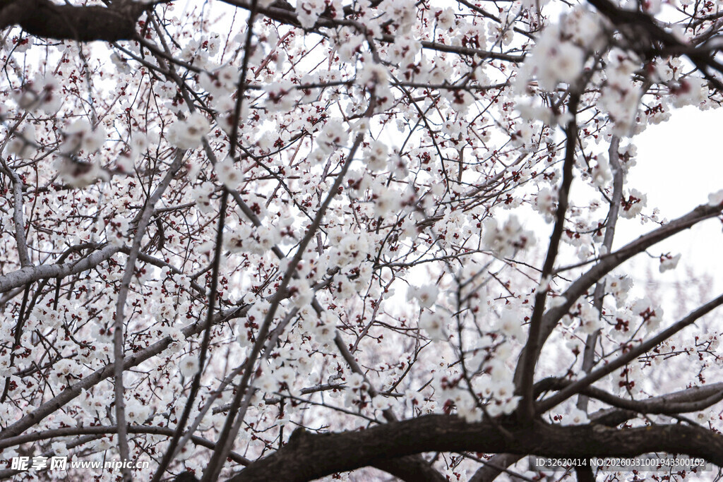 枝头繁花绽放的烂漫景象