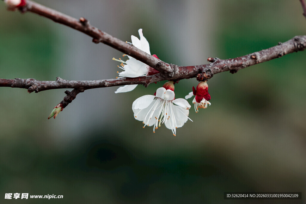 枝头绽放的洁白花朵