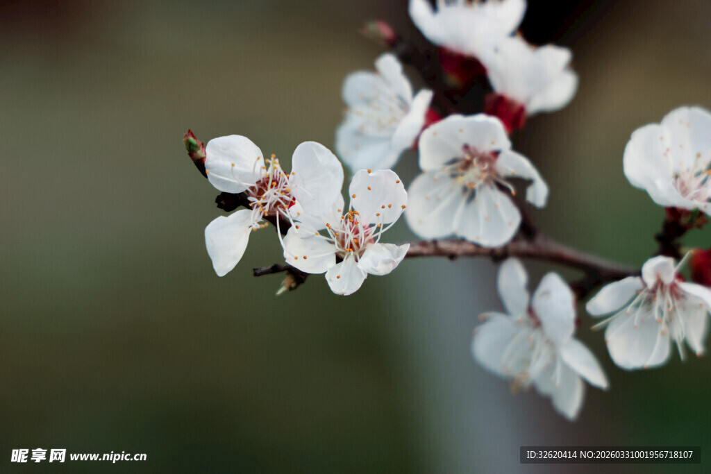 枝头绽放的洁白杏花