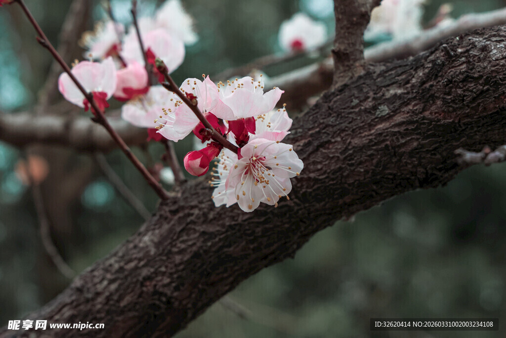 枝头绽放的粉嫩桃花