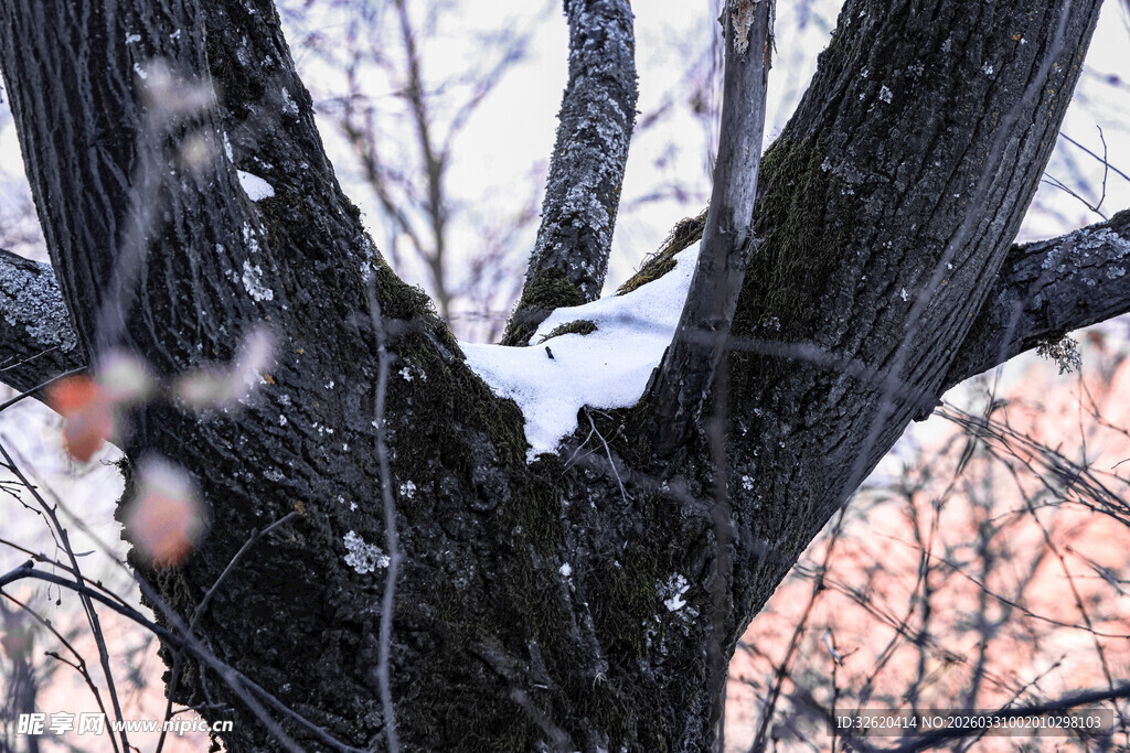 雪覆树枝间的一抹橙