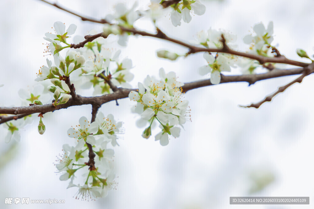 枝头绽放的洁白花朵