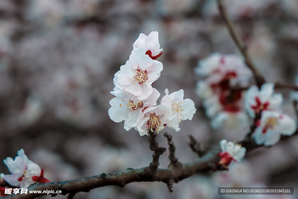 枝头绽放的美丽杏花
