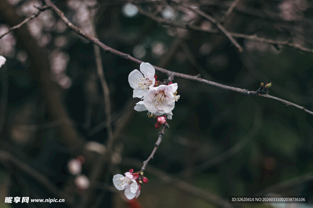 枝头绽放的粉嫩杏花