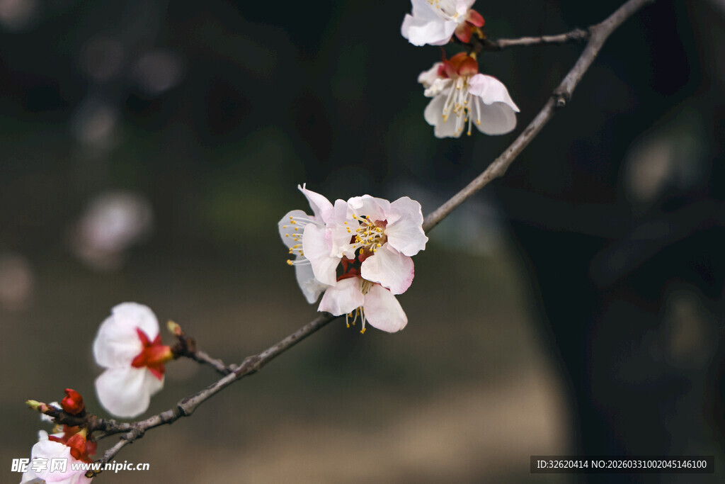 枝头绽放的娇美杏花