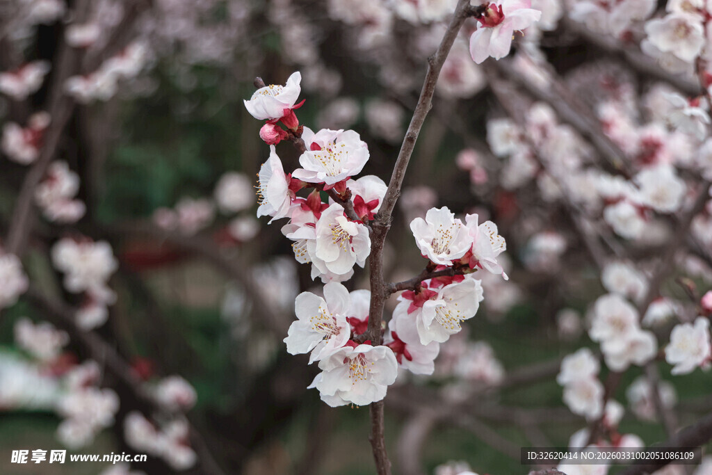枝头绽放的娇艳杏花