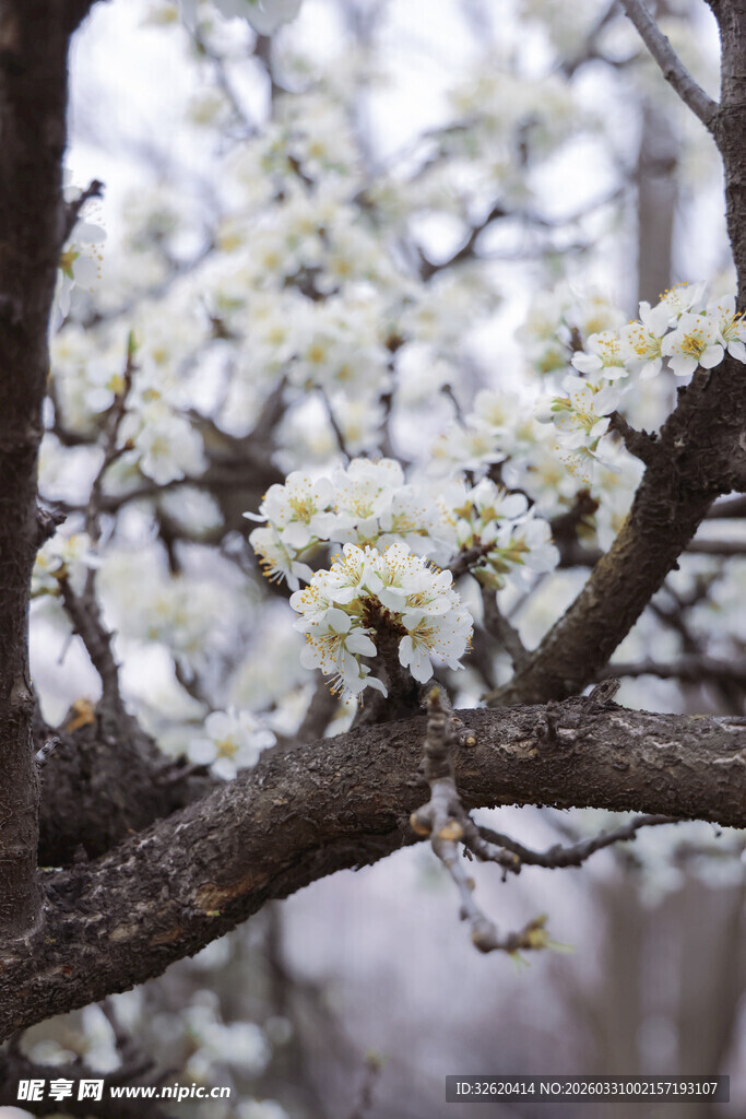 枝头绽放的洁白花朵