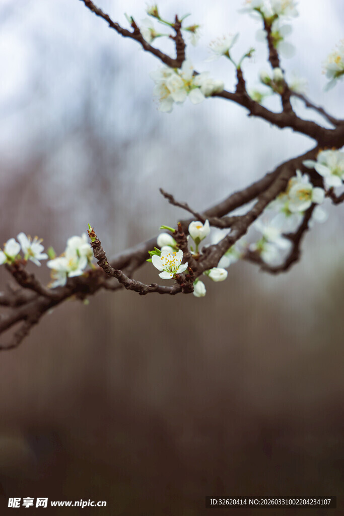 枝头绽放的白色小花