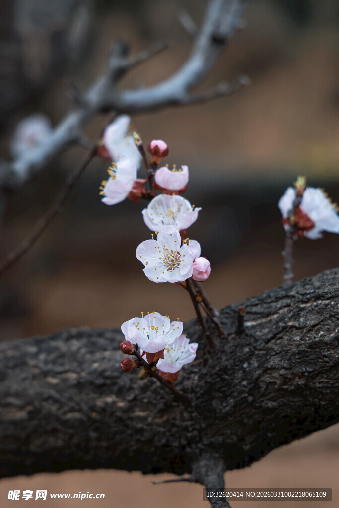 枝头绽放的娇艳杏花