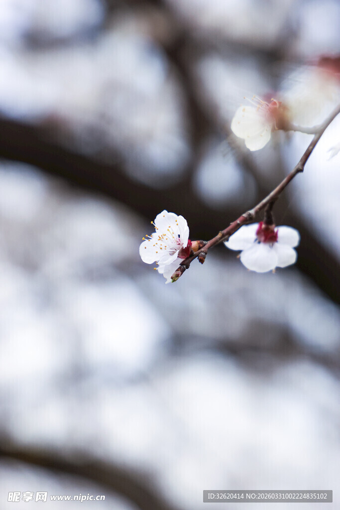 雪中绽放的娇艳梅花