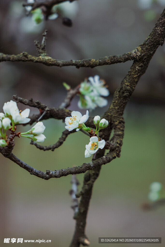 枝头绽放的白色小花